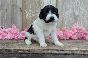 Ulani - Portuguese Water Dog for sale
