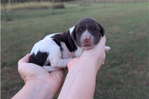 Lily - Portuguese Water Dog for sale