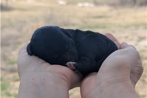 Ursula - Portuguese Water Dog for sale