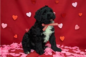 Niko - Portuguese Water Dog for sale