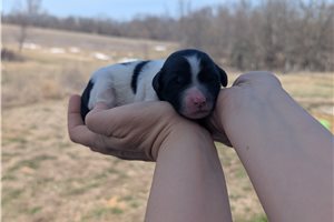 Toby - Portuguese Water Dog for sale