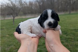 Theo - Portuguese Water Dog for sale