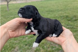 Ulyssa - Portuguese Water Dog for sale