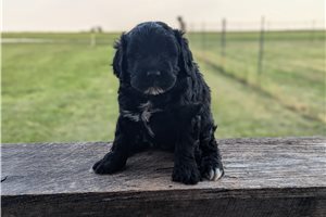 Otis - Portuguese Water Dog for sale
