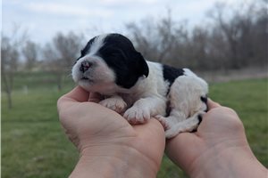 Tiny - Portuguese Water Dog for sale
