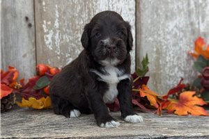 Parker - puppy for sale