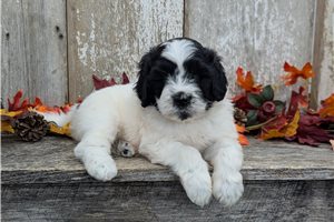 Ricky - puppy for sale