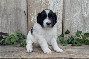 Toby - Portuguese Water Dog for sale