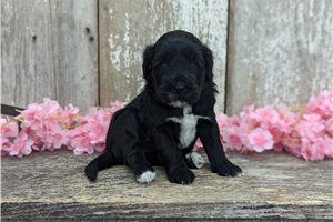 Ursula - Portuguese Water Dog for sale