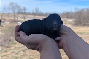 Tasha - Portuguese Water Dog for sale