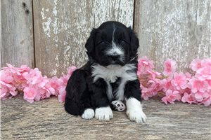 Tanga - Portuguese Water Dog for sale