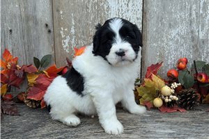 Maggie - Portuguese Water Dog for sale