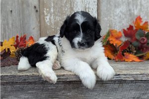 Poppy - puppy for sale