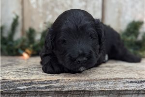Shadow - Portuguese Water Dog for sale