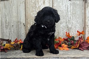 Quincy - Portuguese Water Dog for sale