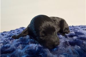 Archie - puppy for sale