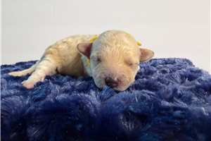 Ashley - Yorkiepoo - Yorkie Poo for sale