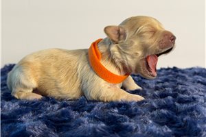 Autumn - puppy for sale