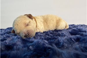Alexis - puppy for sale