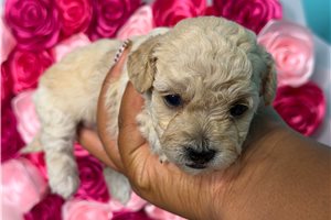 Ashley - Yorkiepoo for sale