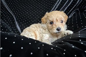 Autumn - Yorkiepoo for sale