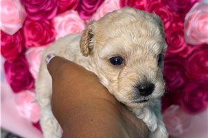 Alexis - Yorkiepoo for sale