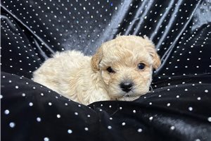 Alexis - Yorkiepoo for sale
