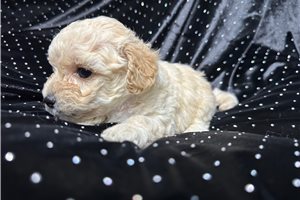 Ashley - Yorkiepoo for sale