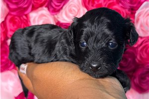 Archie - Yorkiepoo for sale