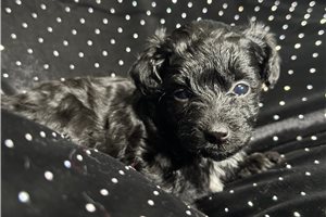 Archie - Yorkiepoo for sale