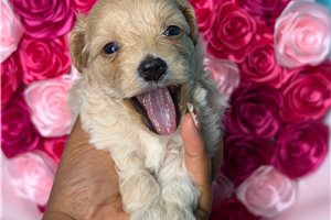 Autumn - Yorkiepoo for sale