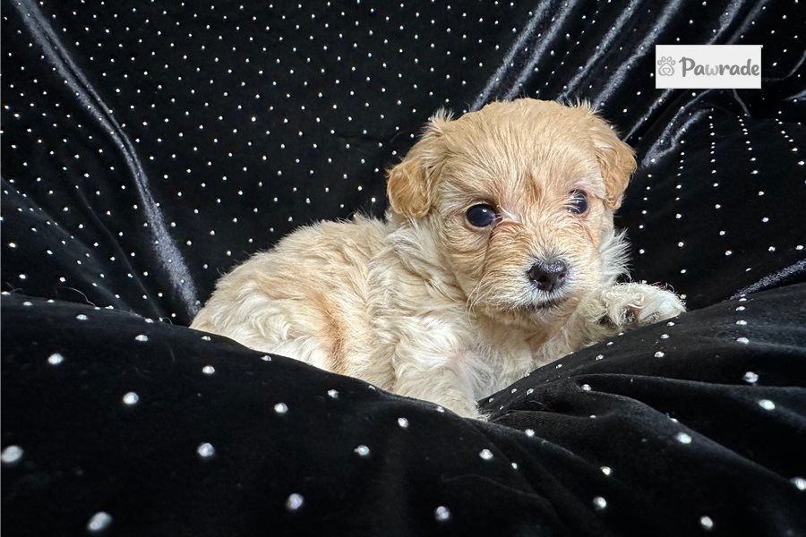 Autumn, female Yorkiepoo puppy for sale