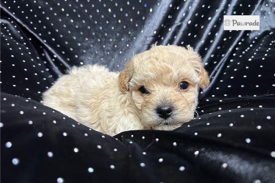 Alex - Yorkiepoo for sale