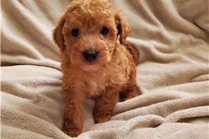 Steve - puppy for sale