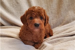 Sparky - Goldendoodle, Mini for sale