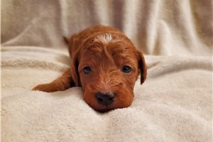 Sparky - Mini Goldendoodle for sale