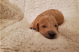 Angus - Goldendoodle, Mini for sale
