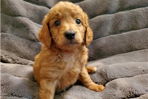 Saber - puppy for sale