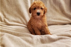 Steve - puppy for sale