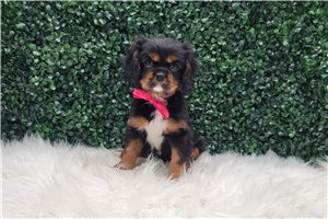 Isabella - Cavalier King Charles Spaniel for sale