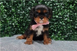 Iris - Cavalier King Charles Spaniel for sale