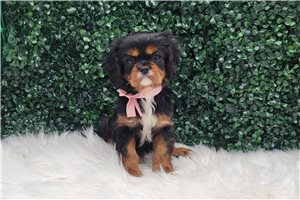 Iris - Cavalier King Charles Spaniel for sale