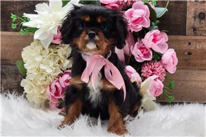 Iris - Cavalier King Charles Spaniel for sale