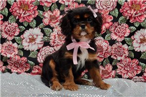 Iris - Cavalier King Charles Spaniel for sale