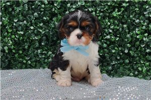 Isaac - puppy for sale