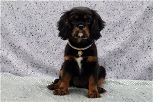 Ivory - Cavalier King Charles Spaniel for sale