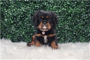 Ivory - Cavalier King Charles Spaniel for sale