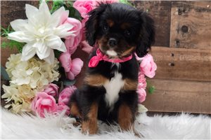 Isabella - Cavalier King Charles Spaniel for sale