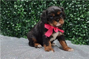 Isabella - puppy for sale