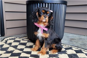 Iris - Cavalier King Charles Spaniel for sale